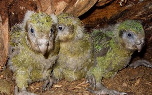 Giải trình tự gene giúp bảo tồn loài vẹt Kakapo đang có nguy cơ tuyệt chủng