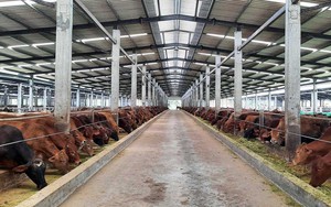 Sống ở thành phố không đủ ăn, người đàn ông về quê khởi nghiệp chăn nuôi, bỏ túi hơn 600 triệu/năm