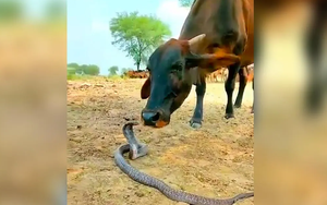 Video bò và rắn độc chơi với nhau khiến hàng nghìn người tò mò