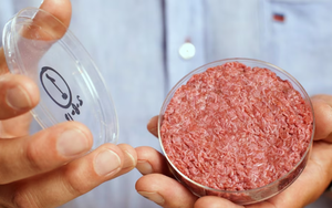 Thịt nuôi cấy trong phòng thí nghiệm là chay hay mặn?