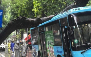 Cây cổ thụ bật gốc đè bẹp xe buýt đang chở khách trong mưa dông ở Hà Nội
