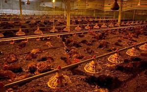 Người dân chung tay "giải cứu" gần 10.000 con gà chết ngạt do chập điện