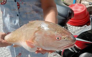 Ngư dân bắt được loài cá hiếm ở vùng biển Nam Ô Đà Nẵng