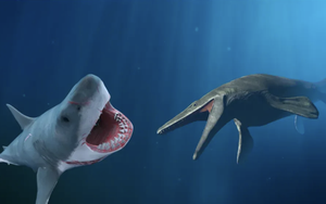 Kẻ thắng trận chiến giữa cá mập Megalodon và thằn lằn Mosasaurus?