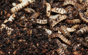 Công nghệ biến rác thành thức ăn cho ấu trùng ở Trung Quốc