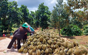 Bộ trưởng Lê Minh Hoan: Đừng để sầu riêng rơi vào bi kịch...