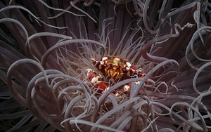 Ngắm những bức ảnh dưới nước đẹp nhất năm 2023: Đánh bại hàng ngàn tác phẩm để thắng giải nhiếp ảnh đại dương