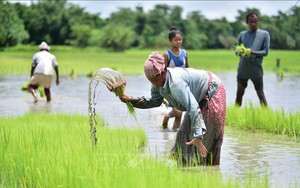 Giá gạo cao kỷ lục, Ấn Độ tăng diện tích trồng lúa