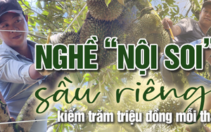 "Nội soi" sầu riêng kiếm trăm triệu đồng mỗi tháng