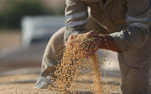 Giá liên tục lao dốc, một loại hạt từ Mỹ đổ bộ Việt Nam trong 8 tháng đầu năm, Việt Nam nhập khẩu đứng thứ 3 trên thế giới