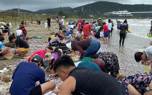 'Lộc biển' dạt vào bờ, người dân Cửa Lò phấn khởi mang bao tải ra nhặt