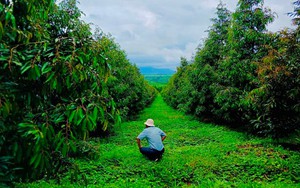 Sầu riêng "cực nóng" trên thị trường nông sản, Hoàng Anh Gia Lai đã lập công ty chuyên về sầu riêng?