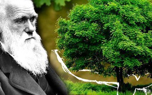 Thuyết tiến hóa do Darwin đề xuất có thực sự đáng tin?