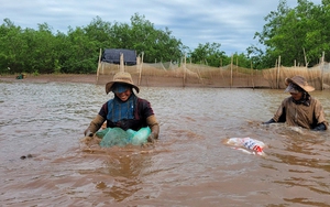 Những người phụ nữ ngâm mình dưới bùn lầy, săn sản vật ở rừng ngập mặn Ninh Bình