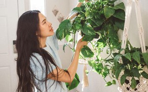 Chuyên gia chỉ cách cân bằng màu sắc trong việc trồng cây xanh tại nhà, giúp chữa lành tâm hồn, tái tạo năng lượng