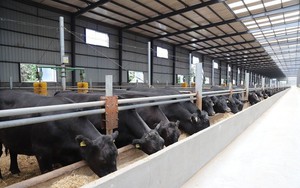 Giải mã giống bò từ Trung Quốc giá thịt một con lên tới 420 triệu đồng