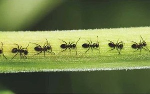 Tại sao kiến thường bò theo một đường thẳng?