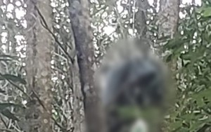 Đi bắt ong rừng, người đàn ông bị tai nạn tử vong