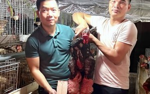 Những cặp ‘chân rồng’ giá tiền triệu, có tiền chưa chắc mua được dịp Tết