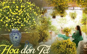 Loài hoa "tiến vua" mỗi năm chỉ nở một lần, có người mê mẩn mang về phủ kín cả sân thượng và pha trà uống dịp Tết
