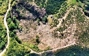 Thường trực Tỉnh ủy Đắk Nông chỉ đạo xử lý nghiêm vụ phá hơn 6.000m2 rừng
