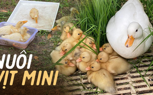 Xu hướng nuôi vịt bé như nắm tay làm thú cưng, nhìn giá tiền nhiều người phải thảng thốt 'hơn cả tháng lương'