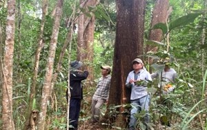Một giám đốc bảo vệ rừng xin từ chức vì cho rằng bị hạ uy tín