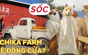 Chika Farm Đà Lạt bất ngờ thông báo đóng cửa dù đang đông khách, khiến dân tình vô cùng hoang mang