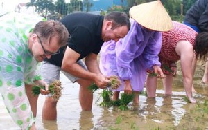 Ông Tây bà Đầm đội mưa lội bùn tát nước, cưỡi trâu cày ruộng, cấy lúa ở Hội An