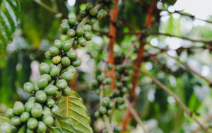 Người Nga cực ‘nghiện’ đặc sản này của Việt Nam nhưng lại không trồng được: Mạnh tay gom hàng dù giá đắt đỏ, nước ta có sản lượng hàng triệu tấn mỗi năm