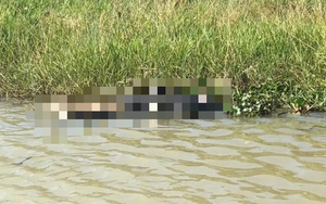 Thi thể người phụ nữ đang phân hủy trôi dạt trên sông