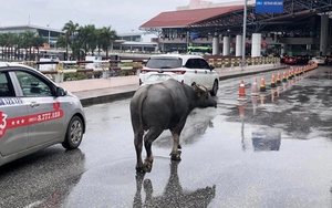 Trâu bất ngờ “đột nhập” sân bay Nội Bài