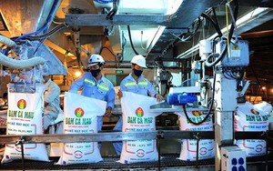 Sau một quý lỗ thảm, công ty phân bón lớn nhất sàn chứng khoán báo lãi vọt lên gần 500 tỷ trong quý 4, tiếp tục tích 'tiền tươi' hơn 10.500 tỷ