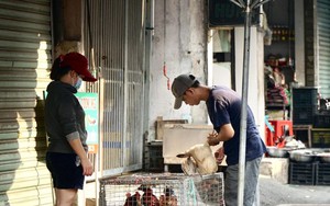 Nguy cơ H5N1 xâm nhập, bùng phát