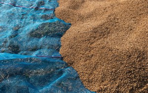 Xuất khẩu Thái Lan dự báo giảm mạnh, thời cơ vàng giúp 'ngọc trai trắng' của Việt Nam 'bay cao bay xa' trong năm 2024