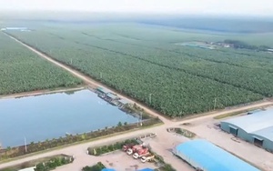 Hoàng Anh Gia Lai chậm thanh toán hơn 4.501 tỷ đồng gốc và lãi trái phiếu