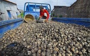 'Sản vật nước ngọt' của Việt Nam sang Trung Quốc đắt hàng kỷ lục: Xuất khẩu tăng hơn 200%, châu Âu cũng nhanh chân săn đón