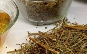 Loại cây phơi khô thành thảo dược quý thanh lọc gan, tốt cho thận