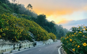 Nơi được ví như "Đà Lạt thu nhỏ" nhờ mùa hoa vàng rực rỡ, thì ra ngay gần Hà Nội, đường đi chỉ hơn 50km