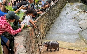 Nhờ một con hà mã, nơi này kiếm hơn nửa triệu USD trong 1 tháng