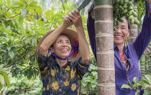 Mặc thương lái dừng mua, giá cau Nam Định vẫn cao ngất ngưởng, chưa hái đã có người đặt trước, vừa hái là có người lấy luôn