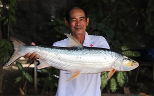 Campuchia phát hiện lại loài cá “bóng ma sông Mekong” tưởng đã tuyệt chủng