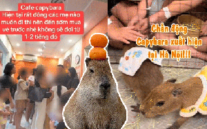 Capybara xuất hiện tại Hà Nội: Có người đi 3 lần mới được vào gặp "thần tượng", 25 phút vuốt ve quá ngắn ngủi so với số tiền bỏ ra?