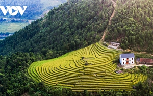 Lên biên giới Bình Liêu (Quảng Ninh) ngắm lúa vàng, lau trắng