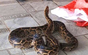 Trăn quý hiếm ‘lạc’ vào vườn nhà dân ở Hà Tĩnh