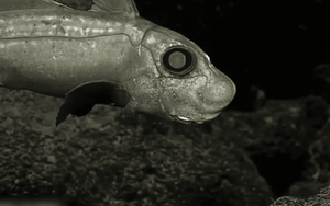 Loài sinh vật bí ẩn bậc nhất thế giới có cái tên rất "hầm hố", tổ tiên sống cách đây gần 400 triệu năm