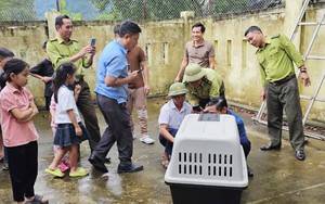 Bắt cá thể voọc quý hiếm sau nhiều ngày 'đại náo' khu vực Phong Nha