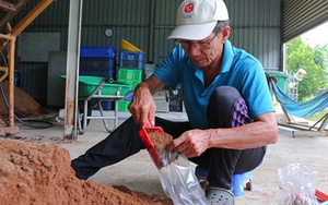 Mạnh dạn bẻ lái trồng loại cây "không lá", ông nông dân thu lãi 400 triệu/năm rất nhẹ nhàng