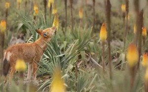 Kỳ lạ chó sói ở Ethiopia rất thích ăn mật hoa