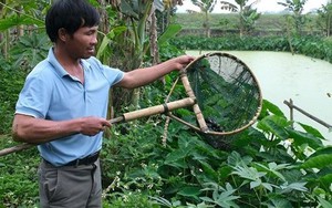 Anh nông dân lãi 400 triệu đồng/năm nhờ "bẻ lái" nuôi con đặc sản siêu mắn đẻ